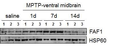 파킨슨병 동물모델의 ventral midbrain의 시간별 FAF1 발현 증가