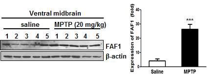 파킨슨병 동물모델에서의 FAF1 발현 증가(Ventral midbrain)