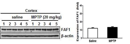 파킨슨병 동물모델에서의 FAF1 발현 확인(Cortex)