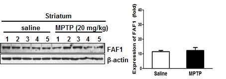 파킨슨병 동물모델에서의 FAF1 발현 확인(Striatum)
