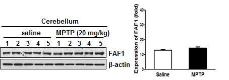 파킨슨병 동물모델에서의 FAF1 발현 확인(Cerebellum)