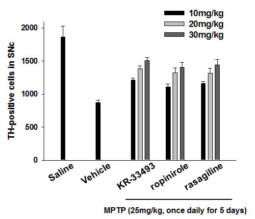 KR-33493의 파킨슨병 동물모델에서 신경세포 보호효과(신경세포 counting)