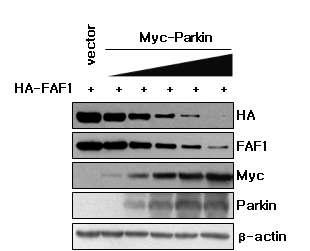 Parkin의 농도 변화에 의한 FAF1의 분해