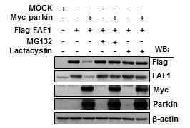 Proteasome 억제제에 의한 FAF1의 분해 억제