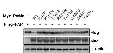 파킨슨병 환자에서 나타나는 parkin 임상 돌연변이체에 의한 FAF1의 분해억제