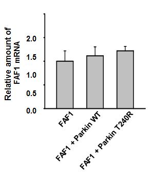 Parkin WT 및 임상 돌연변이체에 의한 FAF1의 mRNA 수준