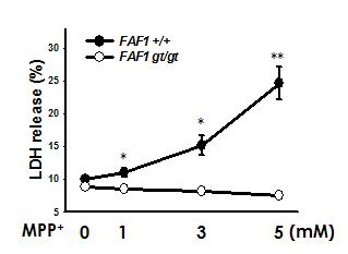 FAF1 결손 MEF 세포주에서 MPP+ 농도별 세포사 보호능(LDH 분석)
