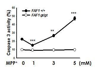 FAF1 결손 MEF 세포주에서 MPP+ 농도별 세포사 보호능(caspase-3 분석)
