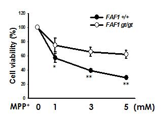 FAF1 결손 MEF 세포주에서 MPP+ 농도별 세포사 보호능(ATP 분석)