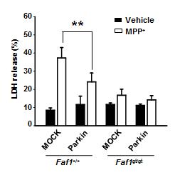 FAF1 MEF 세포주에서 parkin 과발현에 시에 MPP+에 의한 세포사 보호효과(LDH 분석)