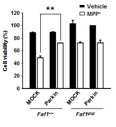 FAF1 MEF 세포주에서 parkin 과발현에 시에 MPP+에 의한 세포사 보호효과(ATP 분석)