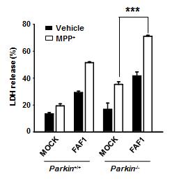 Parkin MEF 세포주에서 FAF1 과발현에 시에 MPP+ 의한 세포사 유도(LDH 분석)