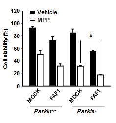 Parkin MEF 세포주에서 FAF1 과발현에 시에 MPP+ 의한 세포사 유도(ATP 분석)