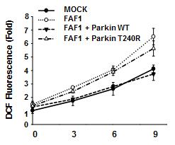 parkin에 의한 FAF1-유도 ROS 생성 억제