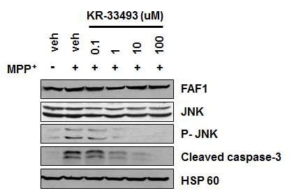 KR-33493에 의한 FAF1의 하류신호전달자의 활성화를 억제