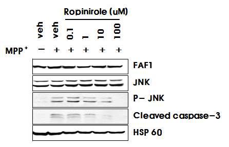 Ropinirole에 의한 JNK1 및 caspase-3 활성화 억제