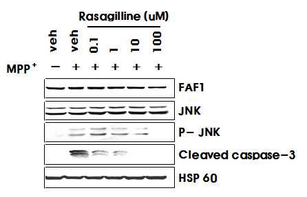 Rasagiline에 의한 JNK1 및 caspase-3 활성화 억제