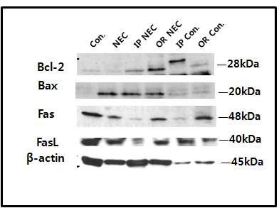 VEGF 투여(정주 및 경구 투여)시 NEC의 apoptosis 감소 확인