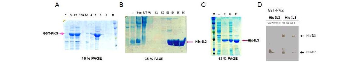 PKG, D2R-IL2, -IL-3의 발현과 정제 및 PKG, D2R간의 in vitro binding assay.