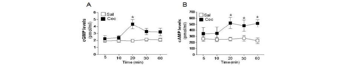 반복적인 코카인 투여 후 시간에 따라 변화하는 cGMP(A)와 cAMP(B)의 활성. Sal, saline; Coc, cocaine, *P < 0.05 vs. repeated saline groups.