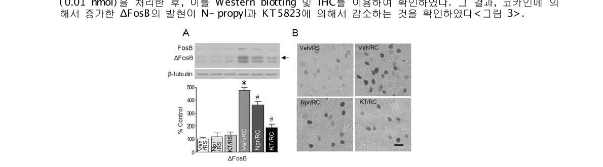 코카인에 의해 증가한 ΔFosB의 발현과 KT5823 및 N-propyl과의 관계. 반복적인 코카인 투여에 의해 증가한 ΔFosB의 발현이 PKG inhibitor인 KT5823과 nNOS inhibitor인 N-propyl에 의해서 감소하는