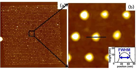 (a) 40 × 40 금 나노 입자 array의 AFM 측정 이미지 (스캔 영역 6 μm×6 μm), (b) 그림 (a)에 표시한 부분의 확대 이미지 (스캔 영역 0.4 μm×0.4 μm).
