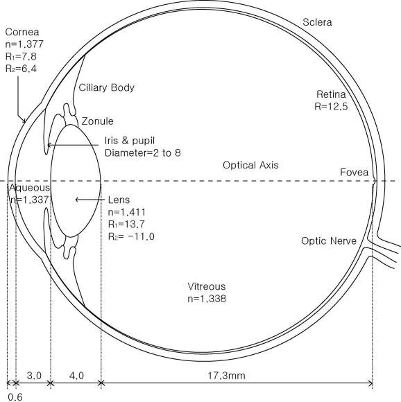 안구의 광학적 모델. 무수정체안의 경우 안구의 굴절력을 결정하는 것은 각 막곡률과 안축장이다.