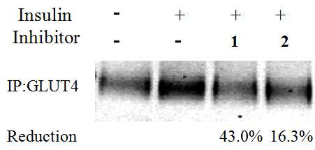 인술린-자극으로 인한 GLUT4 trnalocation 에 대한 화합물 1과 2의 효과.