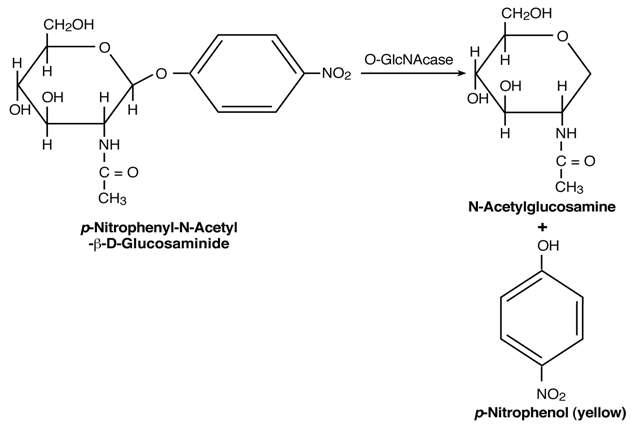 The principle of enzyme activity assay of O-GlcNAcase.