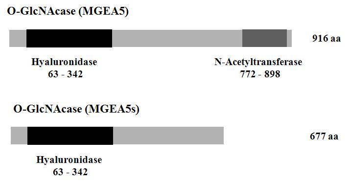 Domain composition of O-GlcNAcase genes.