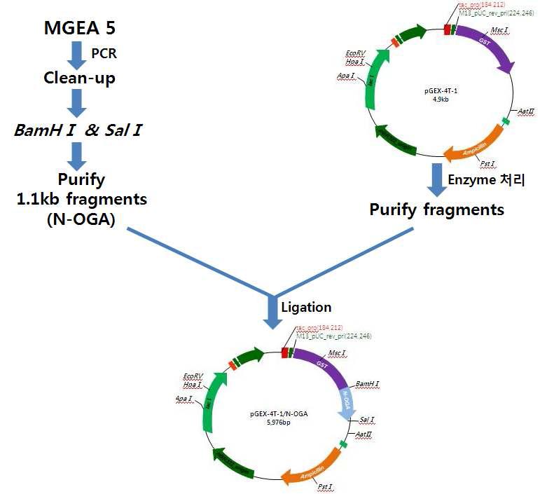 Procedure for construction of recombinant plasmid expressing GST-tagged N-OGA.