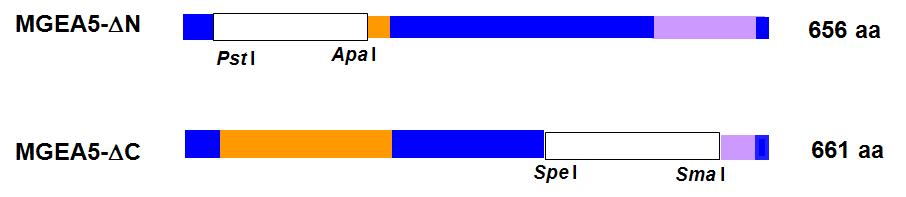 Deletion analysis of of O-GlcNAcase (MGEA5) gene.