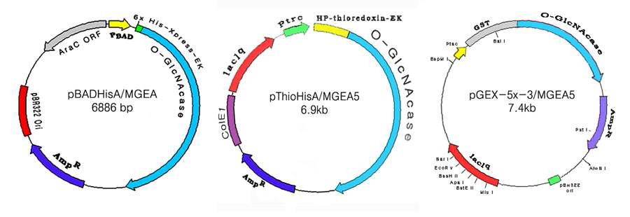 Restriction maps of recombinant plasmids for O-GlcNAcase expression