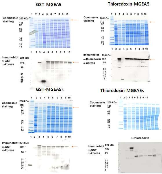 SDS-PAGE and Western blot analysis of recombinant O-GlcNAcase.