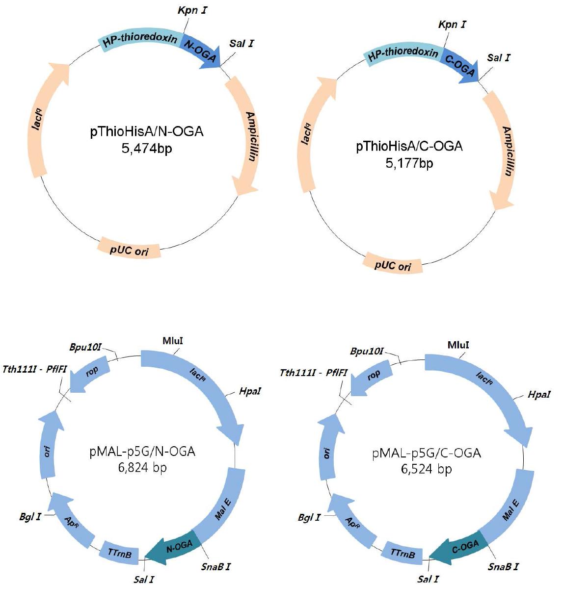 Restriction maps of recombinant pThioHisA and pMAl-p5G plasmid.