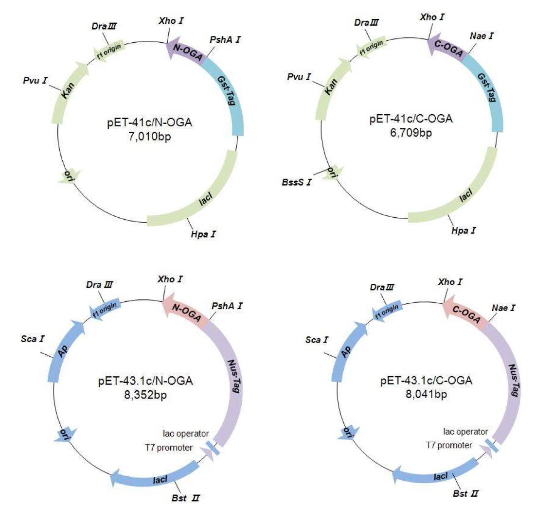 Restriction maps of recombinant pET-41c and pET-43.1c plasmid.