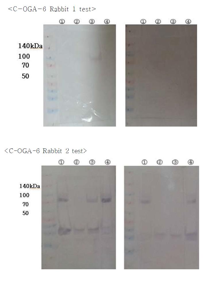 Western blot analysis of antibody against peptide 6 (C-OGA-6). ① (-) : pGEX-5X-3 ② C-OGA ③ N-OGA ④ (+) : pGEX-5X-3/OGA