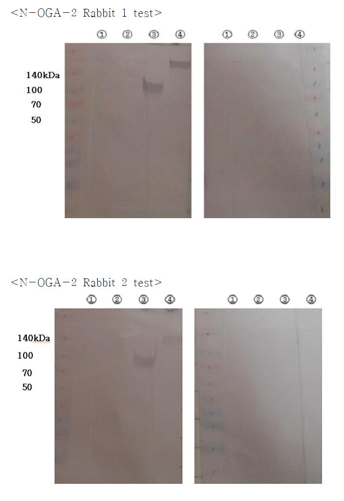 Western blot analysis of antibody against peptide 2 (N-OGA-2). ① (-) : pGEX-5X-3 ② C-OGA ③ N-OGA ④ (+) : pBADHisA/OGA