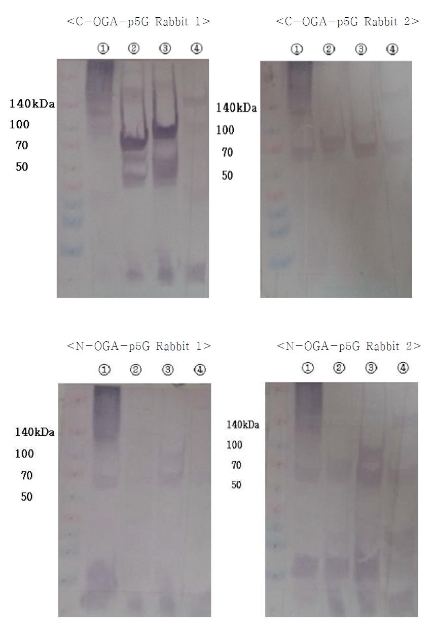 Western blot analysis of antibody against N-OGA or C-OGA. ① (-) : pGEX-5X-3 ② C-OGA-p5G ③ N-OGA-p5G ④ (+) : pBADHisA/5