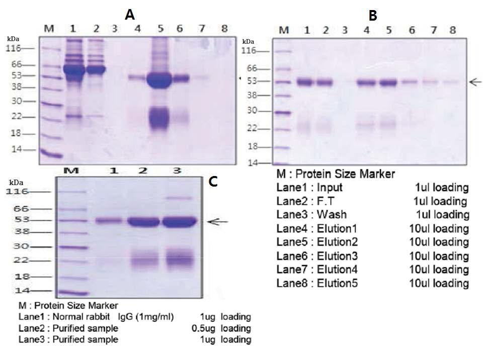 Purification of anti-N-OGA-2 peptide antibody. A: protein-A affinity chromatography, B: N-OGA-2 peptide affinity chromatography, C: dialyzed sample