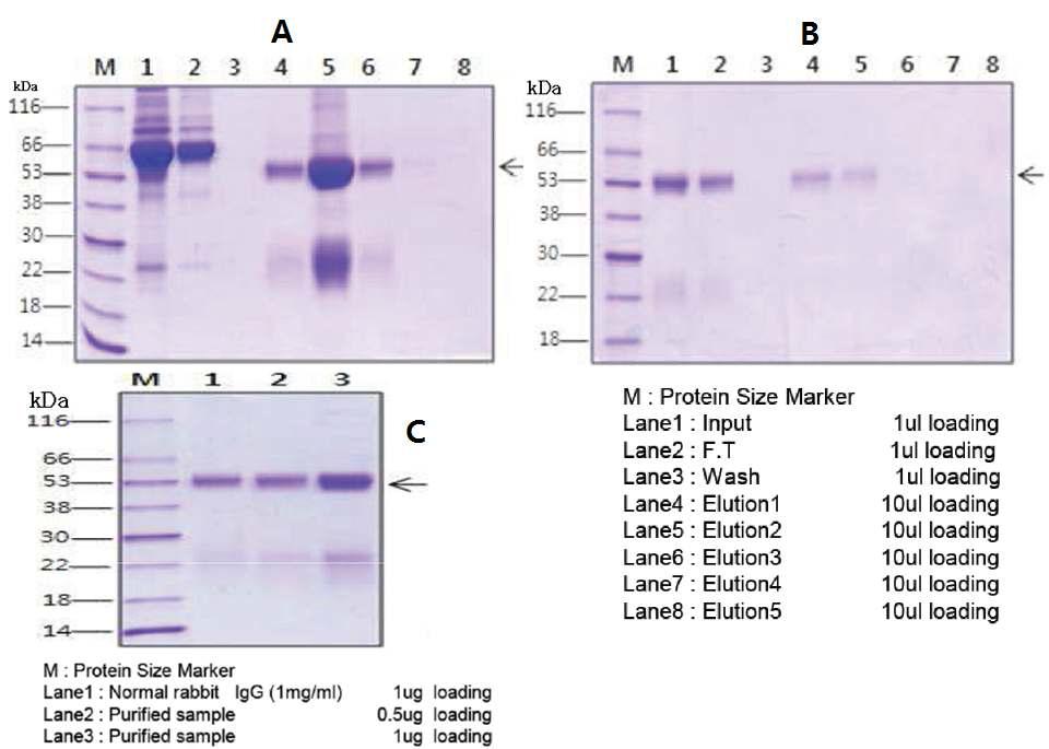 Fig. 17. Purification of anti-C-OGA-6 peptide antibody. A: protein-A affinity chromatography, B: N-OGA-2 peptide affinity chromatography, C: dia