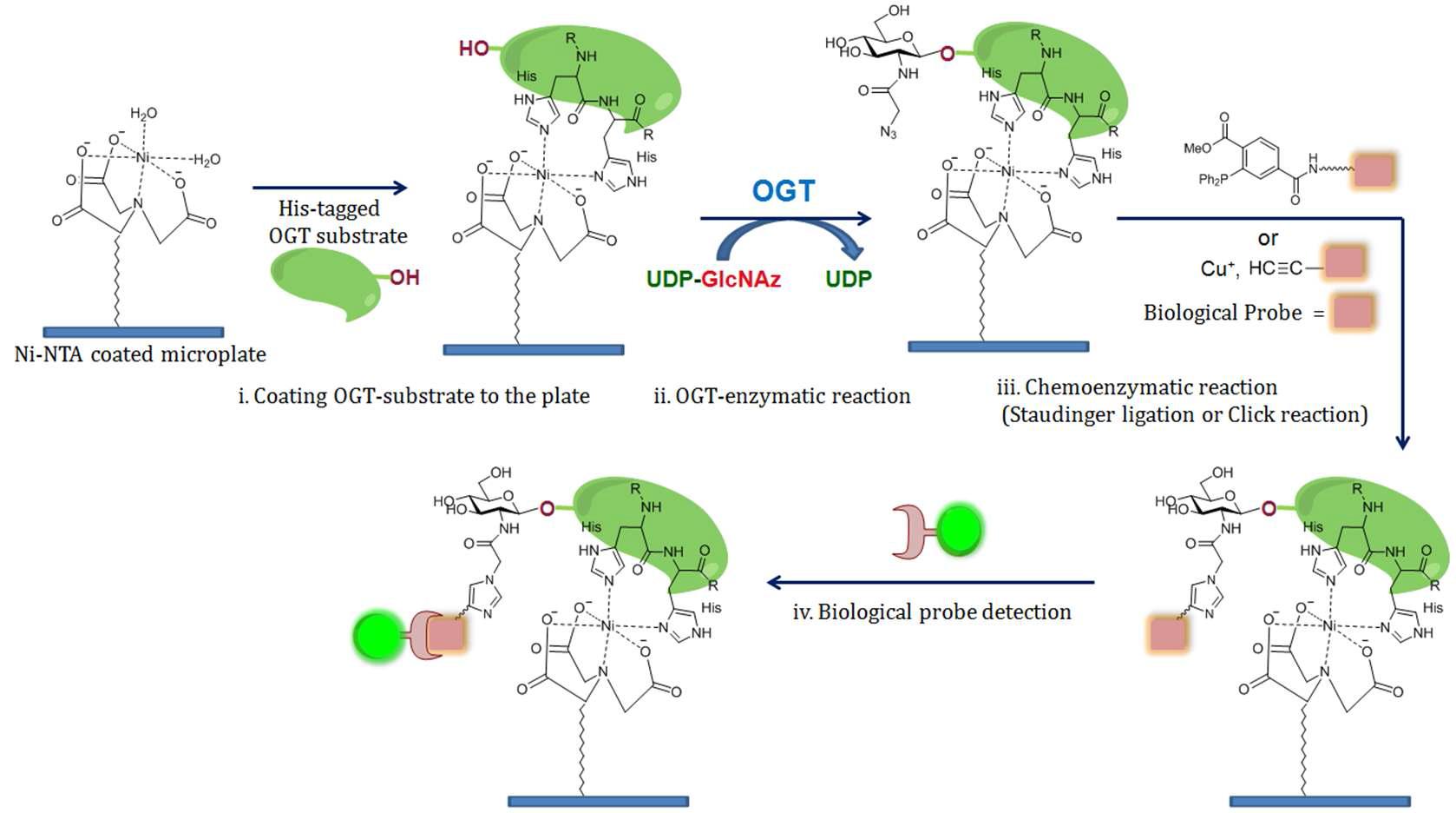 Strategy of high-throughput OGT assay method.