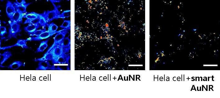 배양세포에 금 나노입자를 처리한 후 촬영한 TPM 이미지