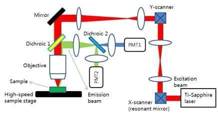고속 이광자현미경 개략도. 빨간색, 초록색 빔은 각 각 여기광, 형광광을 나타냄.