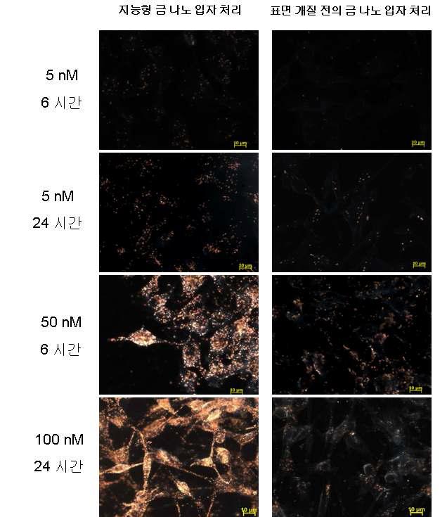 지능형 금 나노 입자의 농도와 처리 시간을 달리하여 관 찰한 B16 F10 세포의 암시야 현미경 사진