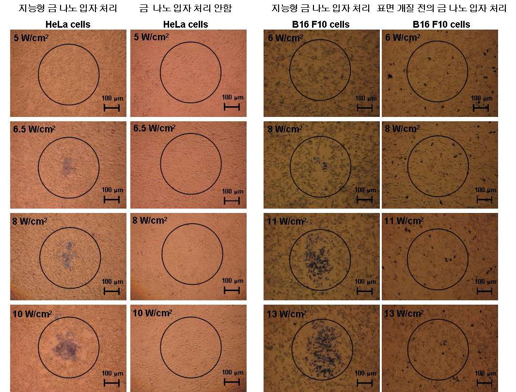 B16 F10 세포와 HeLa 세포에 각각 지능형 금 나노 입자 및 대조군을 처리한 후 레이저를 조사하고, trypan blue 염색을 통해 광열 효과에 의한 세포 독성을 확인한 광학 현미경 사진.