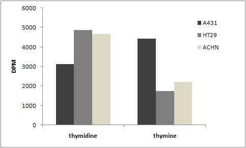 3종의 세포주에서 TPase 활성도 [thymine/(thymidine+thymine)].