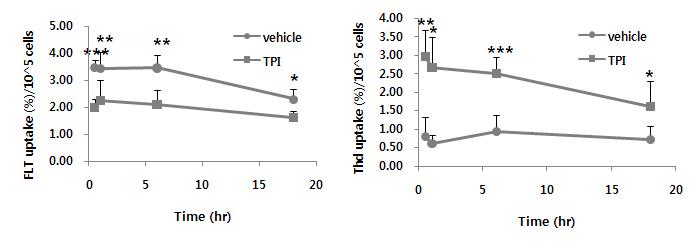 HT29 세포에서 TPI 처치 시간에 따른 [3H]FLT 와 [3H]Thd의 섭취 변화