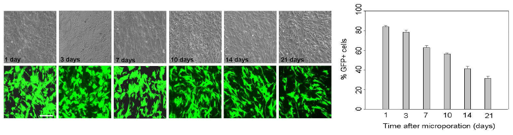 GFP 유전자가 이입된 간엽줄기세포의 시간별 GFP 발현 양상