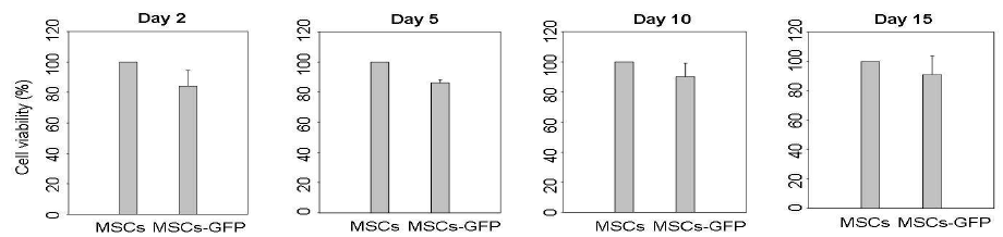 GFP 유전자가 이입된 간엽줄기세포의 생존률